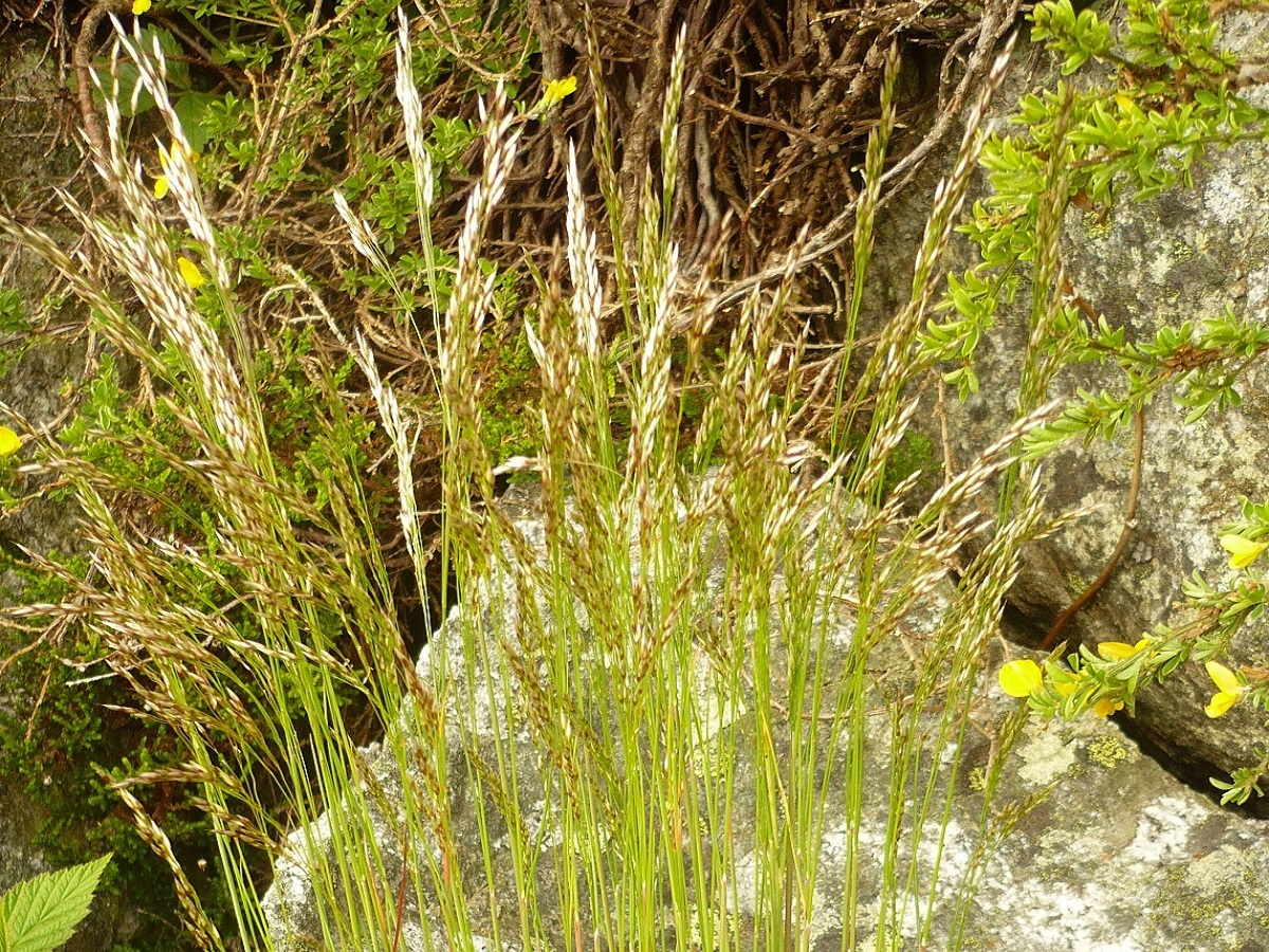 Avenella flexuosa subsp. flexuosa (Poaceae)